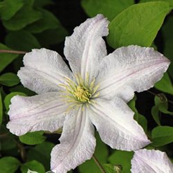 Клематис  витицелла 'Уайт Принц Чарльз' / Clematis viticella 'White Prince Charles'